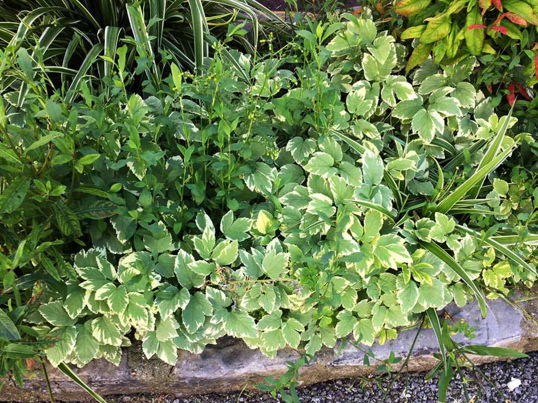 Aegopodium podagraria 'Variegatum'